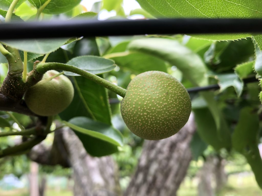 梨 袋掛け作業 梨には青梨 と 赤梨 の2種類があり ここでは青梨の代表格 二十世紀梨のみ有袋栽培で育てます 地域おこしと梨とオラ